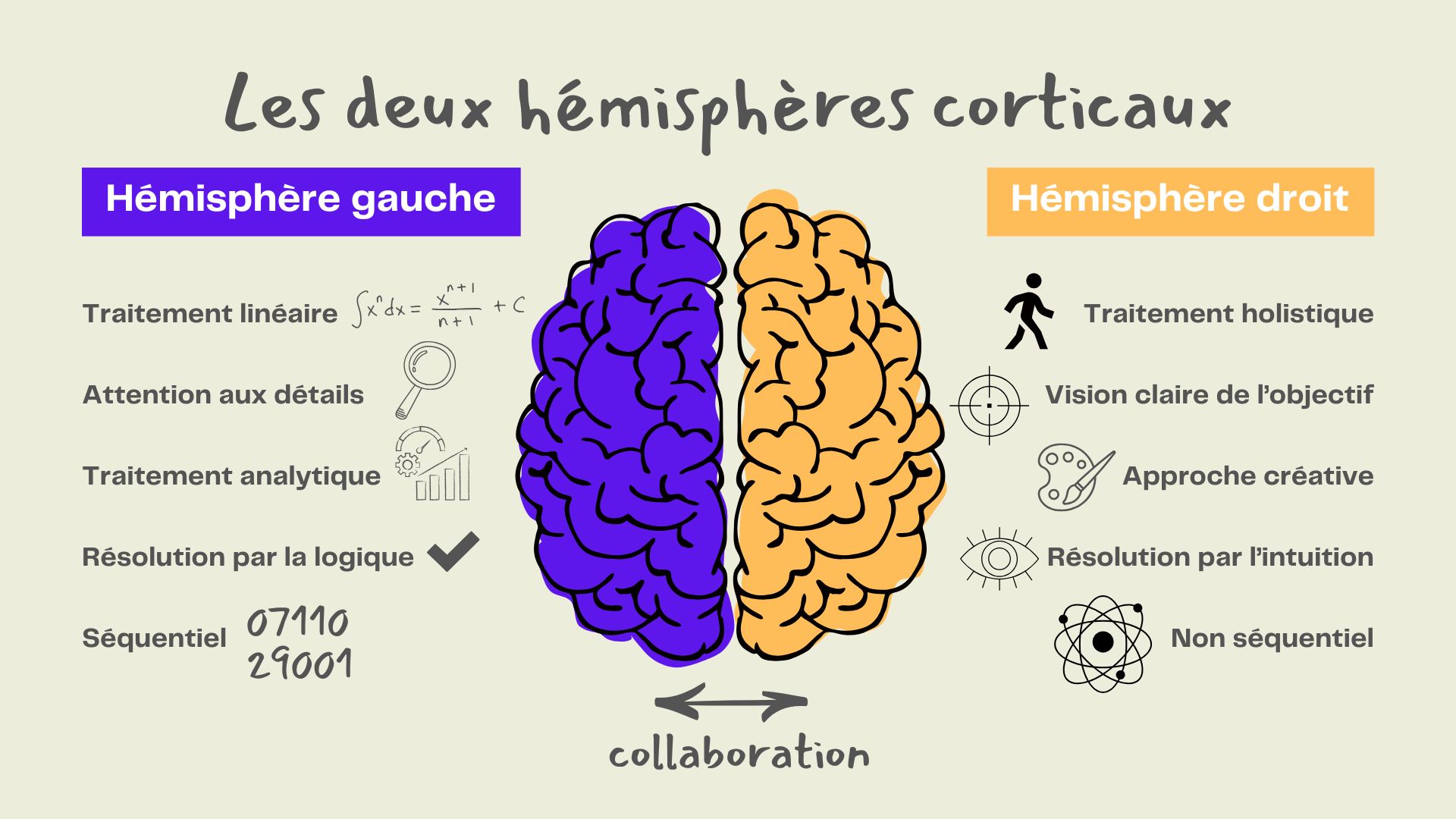 Schéma des deux hémisphères corticaux comparant les fonctions logiques et analytiques du cerveau gauche aux fonctions créatives et intuitives du cerveau droit.